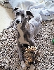 Chien tué près de Walschbronn