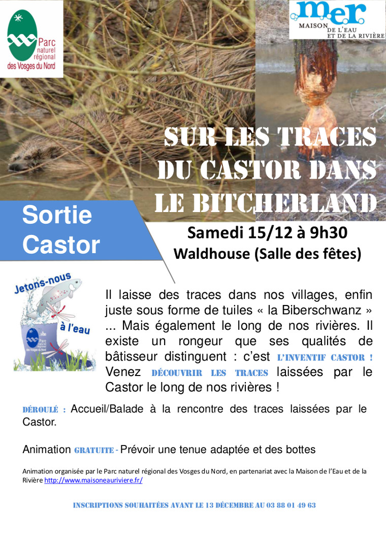 Sur les traces du castor dans le Bitcherland