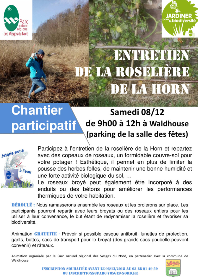 Chantier participatif Roselière de la Horn 2018