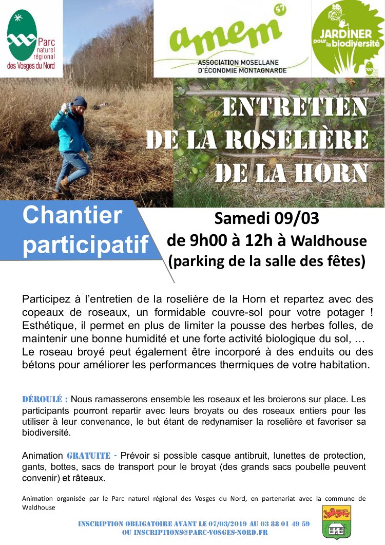 Chantier participatif Roselière de la Horn mars 2019