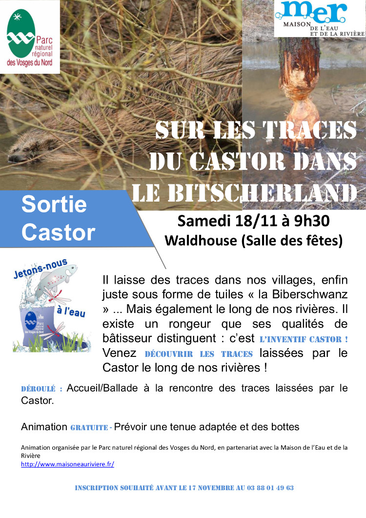 Sur les traces du castor novembre 2017